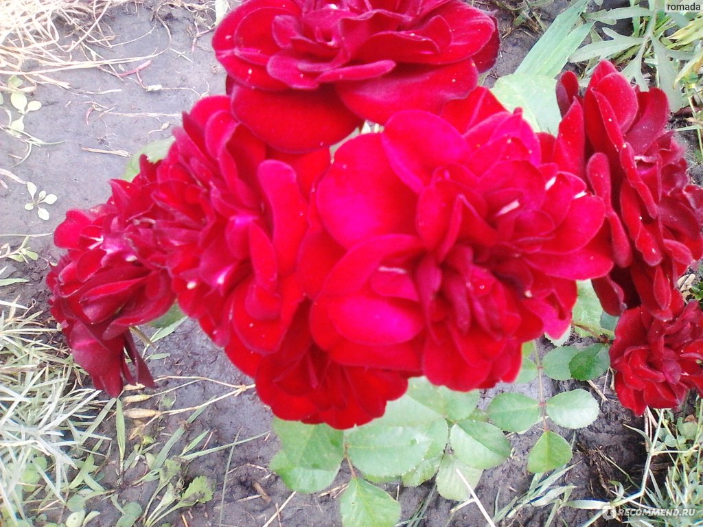 Роза Lavaglut - «Роза,которая покорила своей выносливость и красотой.» |  отзывы