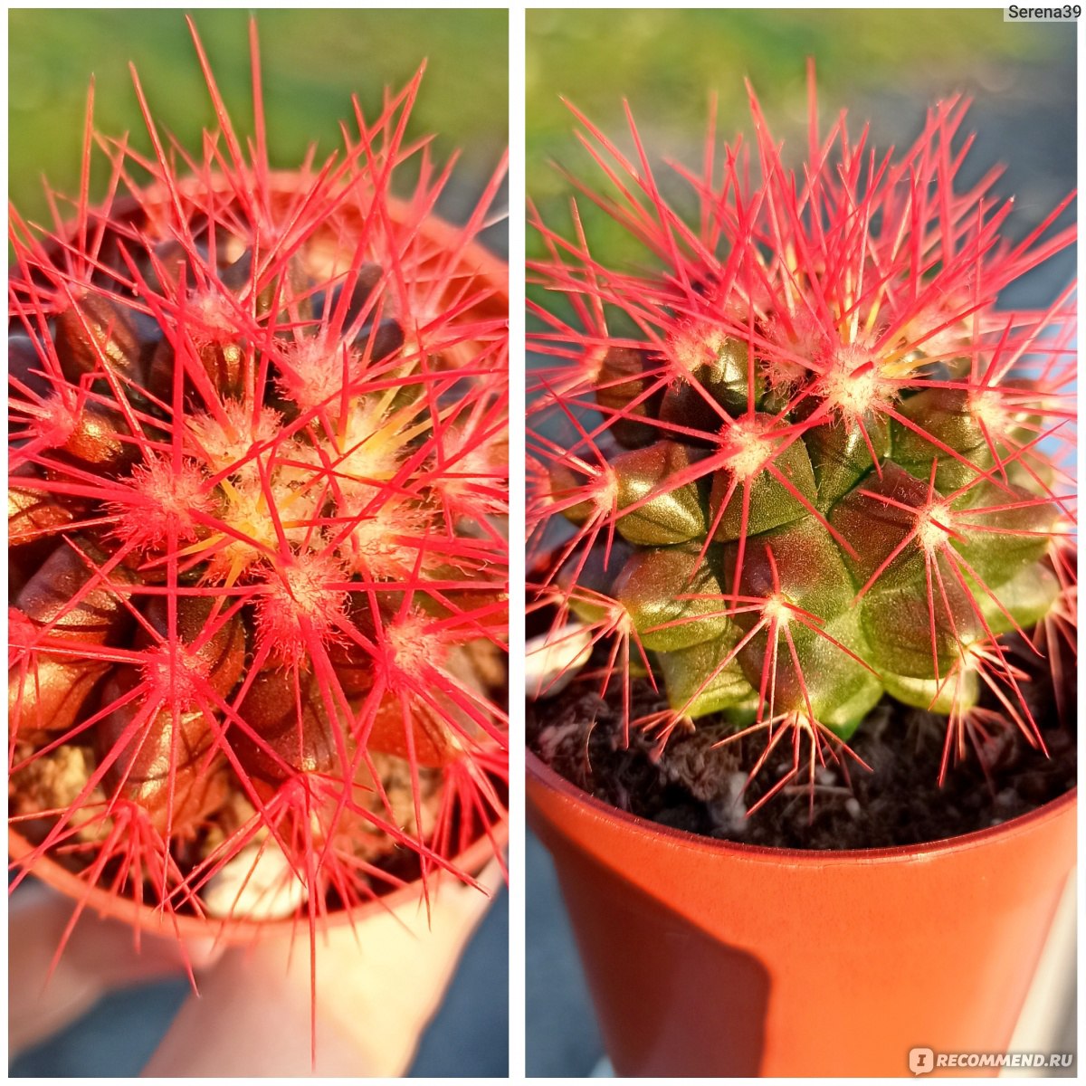 Эхинокактус Грузони (Echinocactus grusonii) - «Колючий малыш с яркими  иголками такой забавный и совсем неприхотливый. Растение для тех, кто  забывает поливать цветы вовремя. А цвет то настоящий?» | отзывы