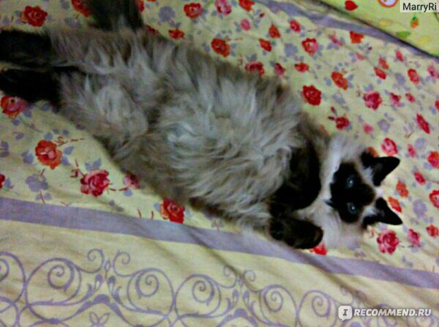 Балинезийская кошка (балийская кошка, балинез) фото