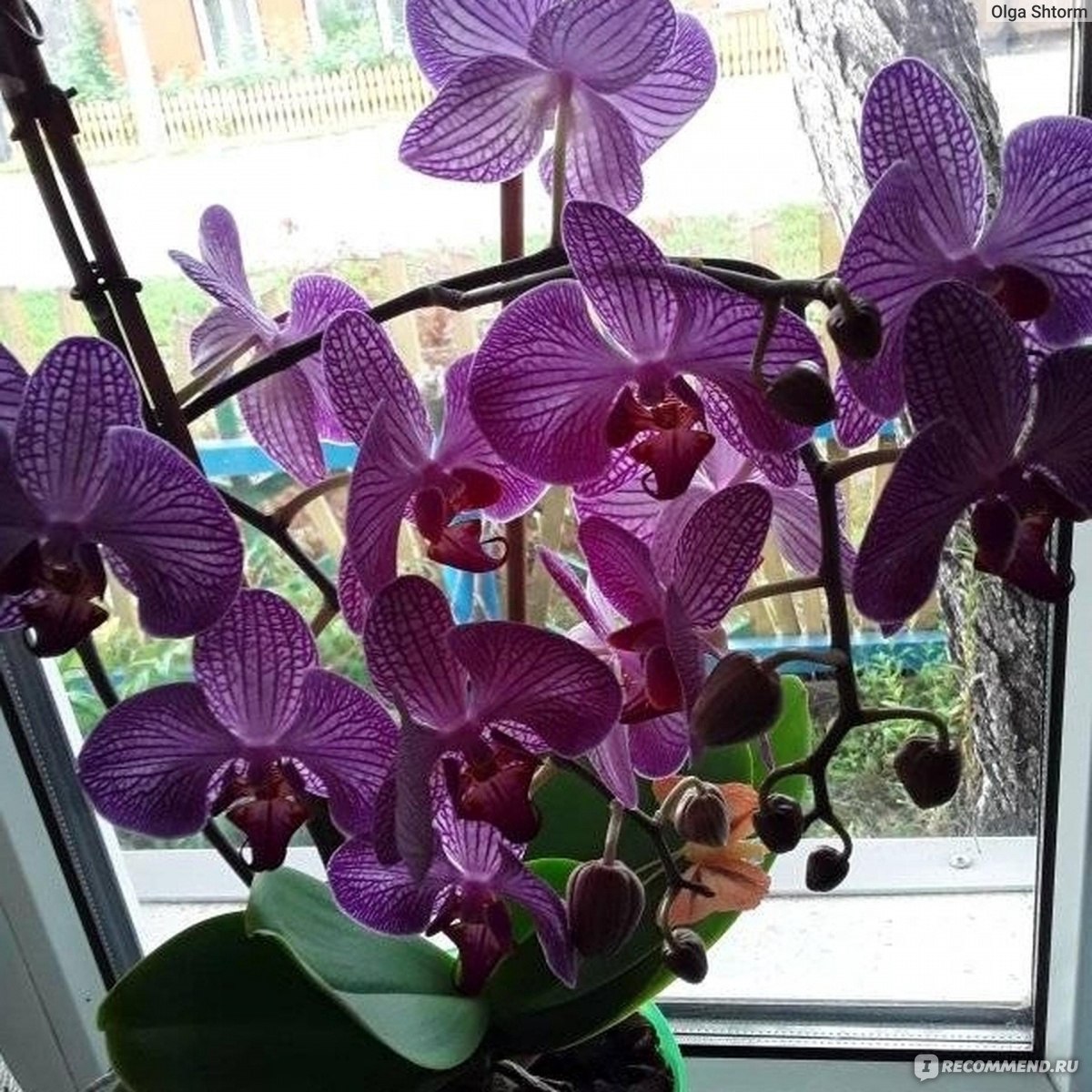 Грунт для орхидей "Цветочное счастье" фото