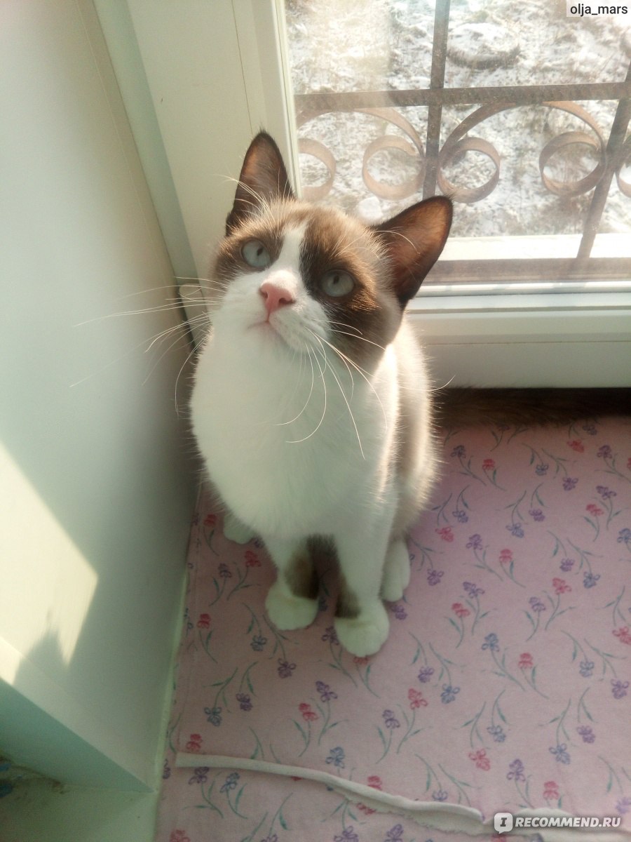 Метис сиамской кошки