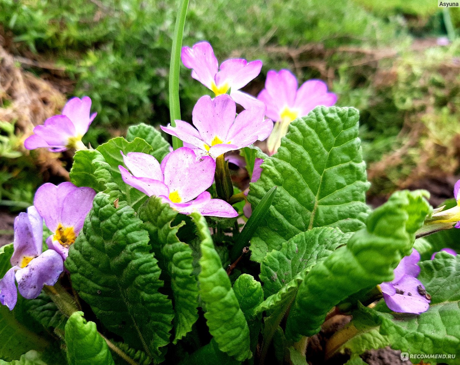 Примула обыкновенная / бесстебельная (Primula vulgaris, acaulis) - «Самые  первые порадуют своим цветением после зимы! 🌸 Чудесные, весенние,  неприхотливые примулы. 🌸 Мой опыт выращивания.» | отзывы