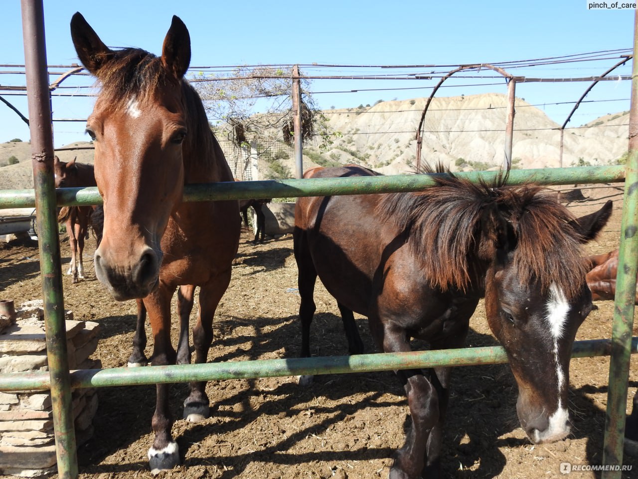 Конные прогулки в Судаке - « Как насчет искупаться в море на лошади? 🐎  Искренние впечатления от двух конных прогулок в Судаке и самые яркие  воспоминания о Крыме 💙» | отзывы