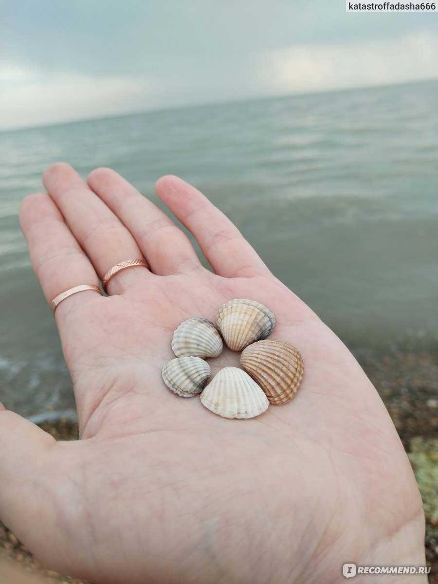 Россия, Азовское море, г. Ейск - «🔸Вы знали, что медузы светятся в  темноте?! Место восхитительных розовых закатов, море новых открытий и идей!  Именно оттуда мы привозим новых детей 🩷» | отзывы