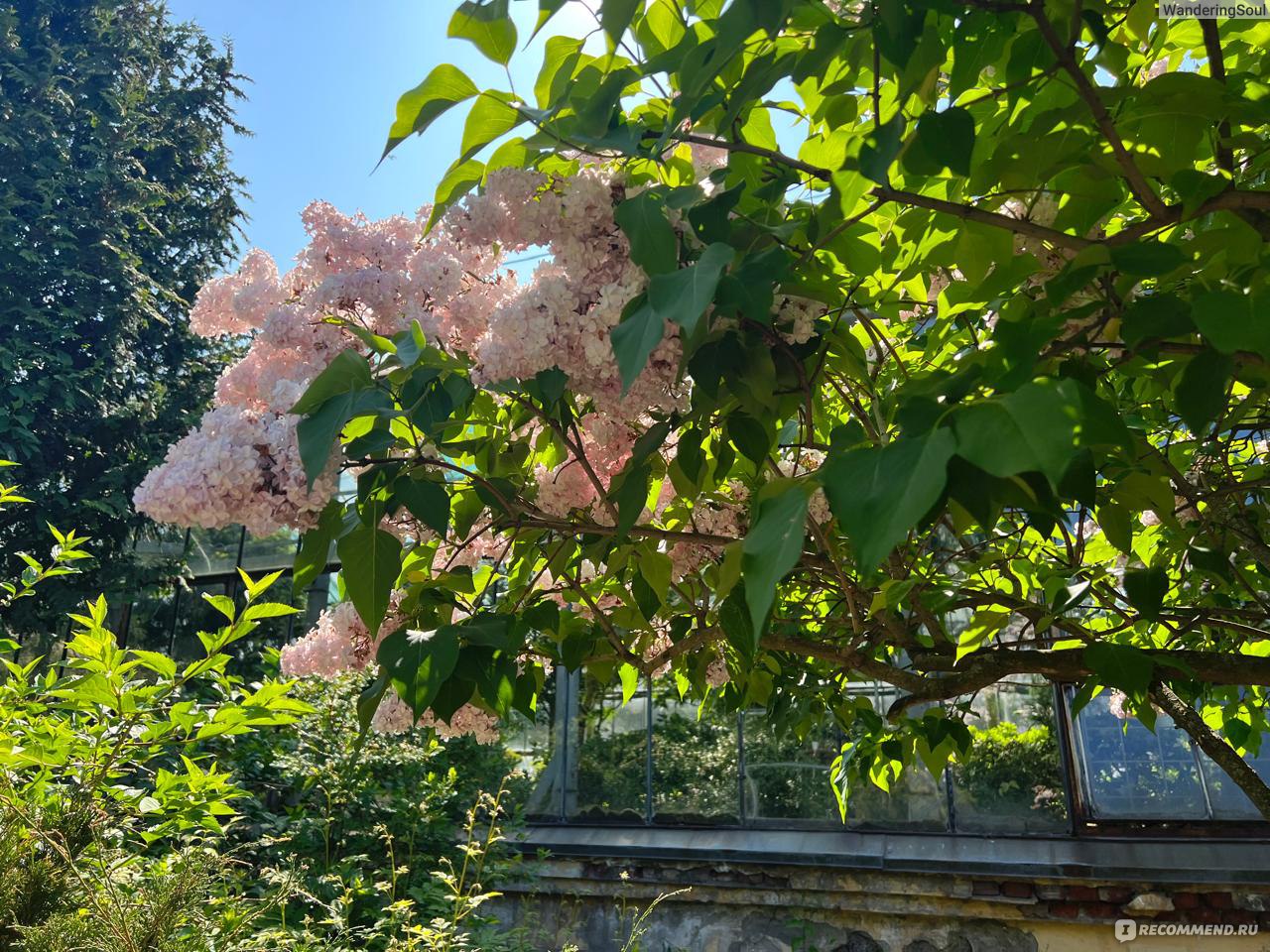 Ботанический сад, Санкт-Петербург - «Яркие краски Петербурга. 🌸 🪻 🌼  Отзыв о посещении Ботанического сада в июне + тропическая оранжерея. » |  отзывы