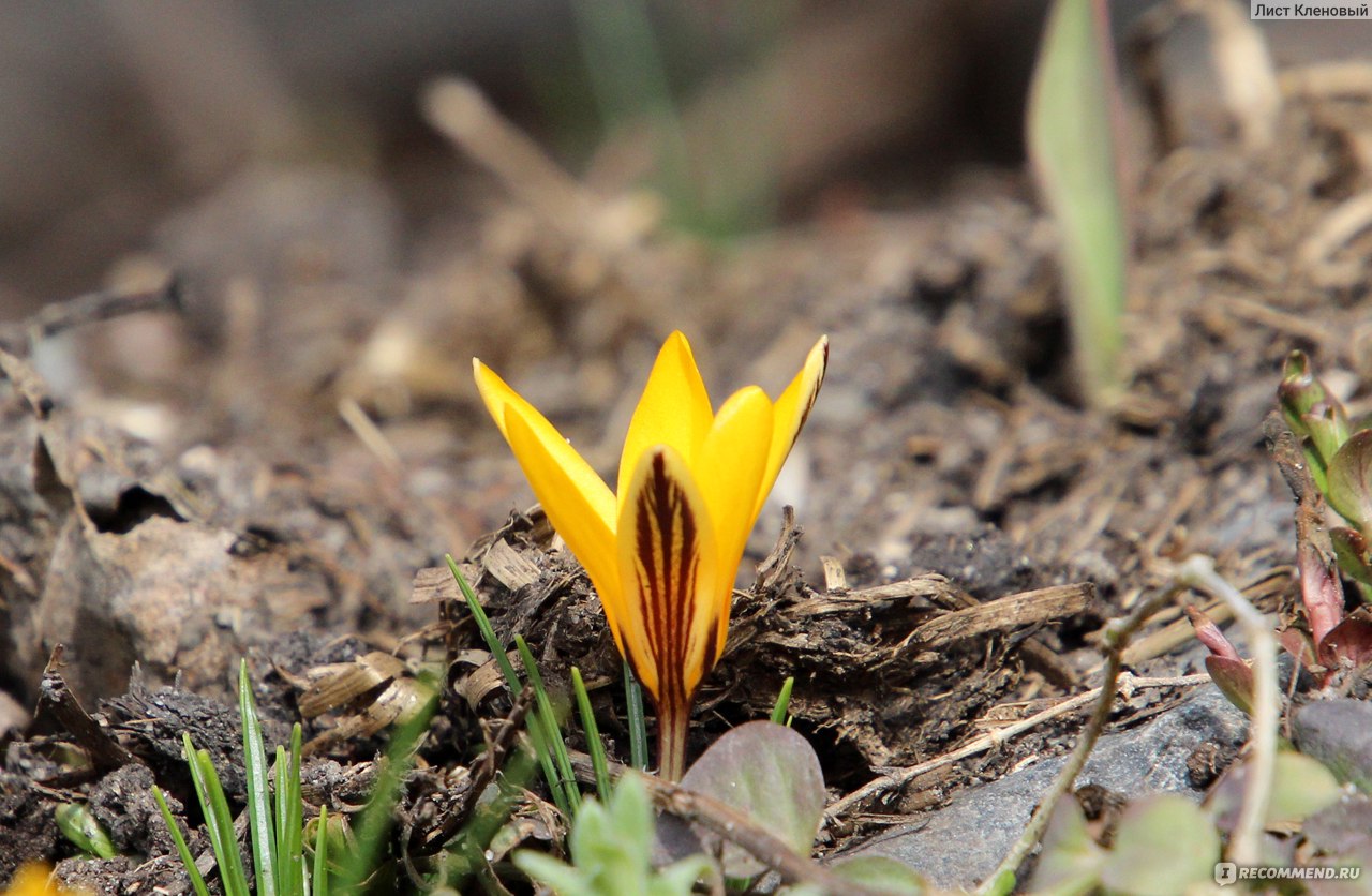 Крокус желтый (Crocus flavus) - «Яркие солнышки на клумбе. Крокусы, которые  расцветают раньше других. Выращивание крокусов» | отзывы