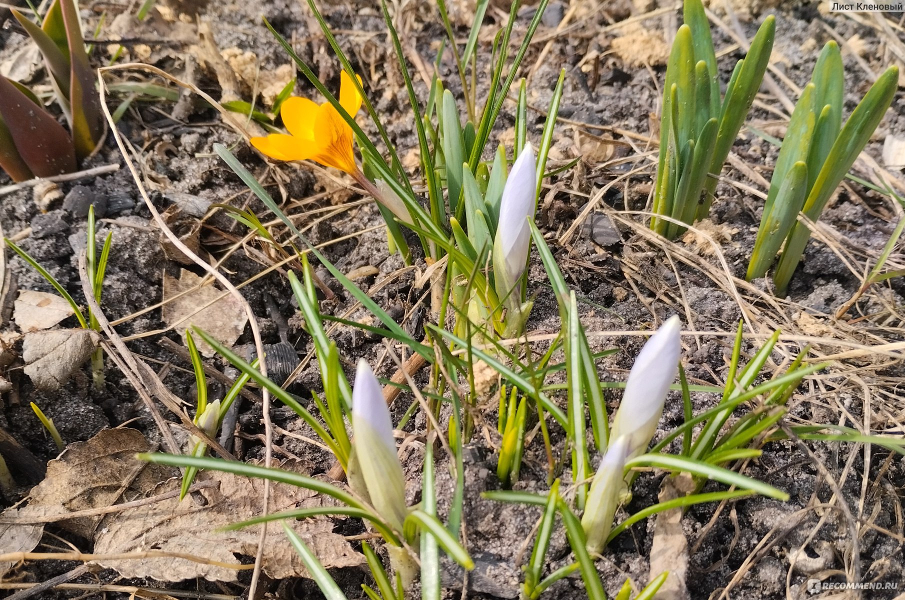 Крокус желтый (Crocus flavus) - «Яркие солнышки на клумбе. Крокусы, которые  расцветают раньше других. Выращивание крокусов» | отзывы