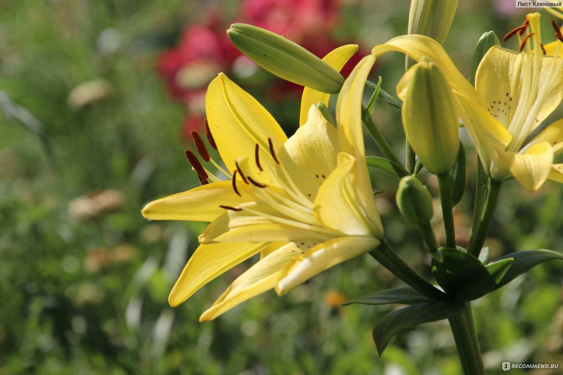 Лилия азиатская Севеннес лонгифлорум (Lilium Cevennes longiflorum) - «Лилия  Севеннес - яркое солнышко в моём саду. А еще она размножается, как  сумасшедшая)» | отзывы