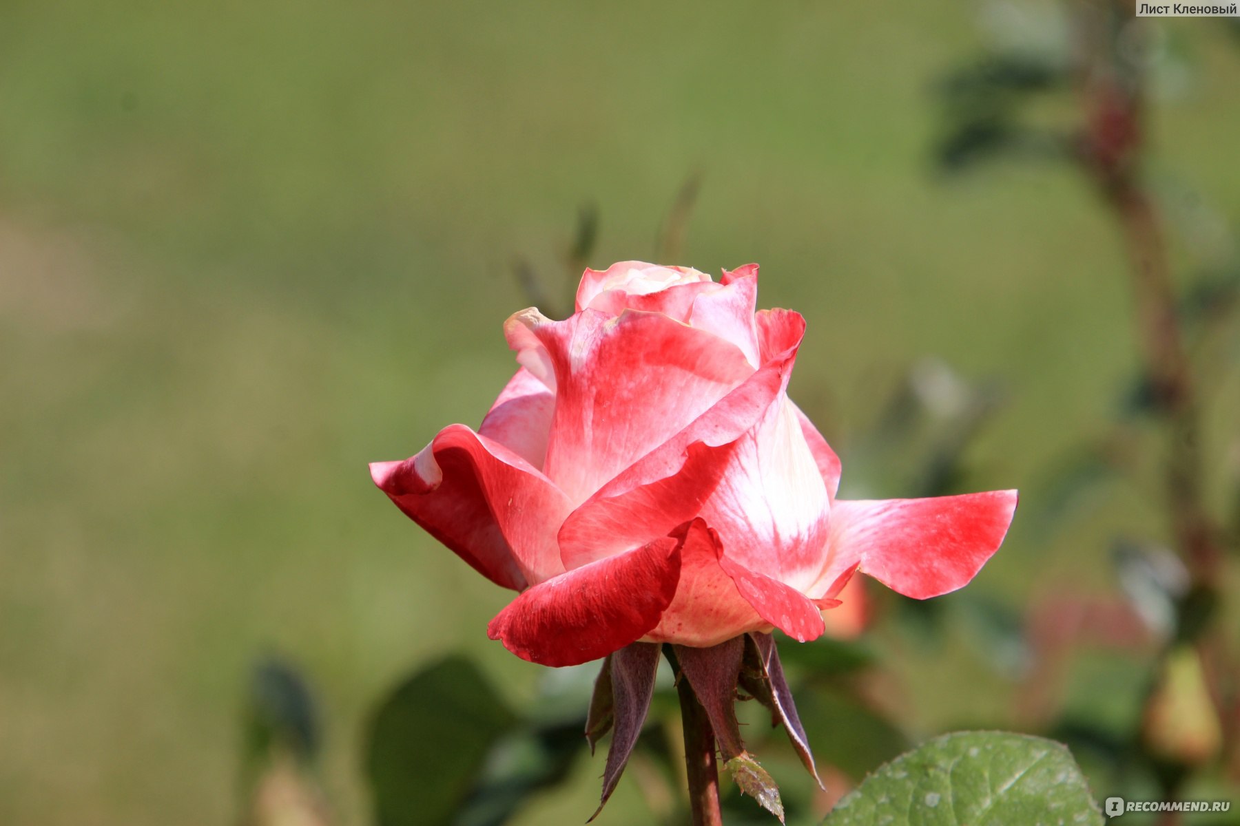 Сорт розы Донна Анна