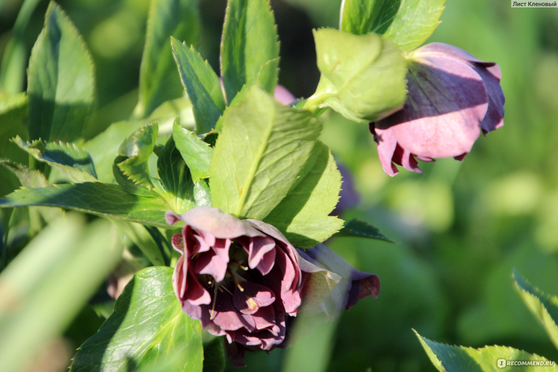 Морозник ( Helleborus) - «Цветы, которые появляются сразу из-под снега.  Красивая легенда и лекарственное использование. Как вырастить морозник на  участке» | отзывы