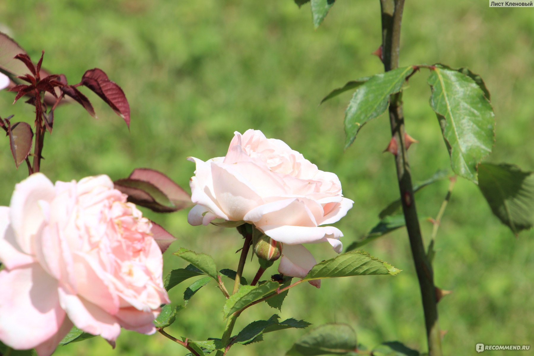 Роза красавица Москвы флорибунда