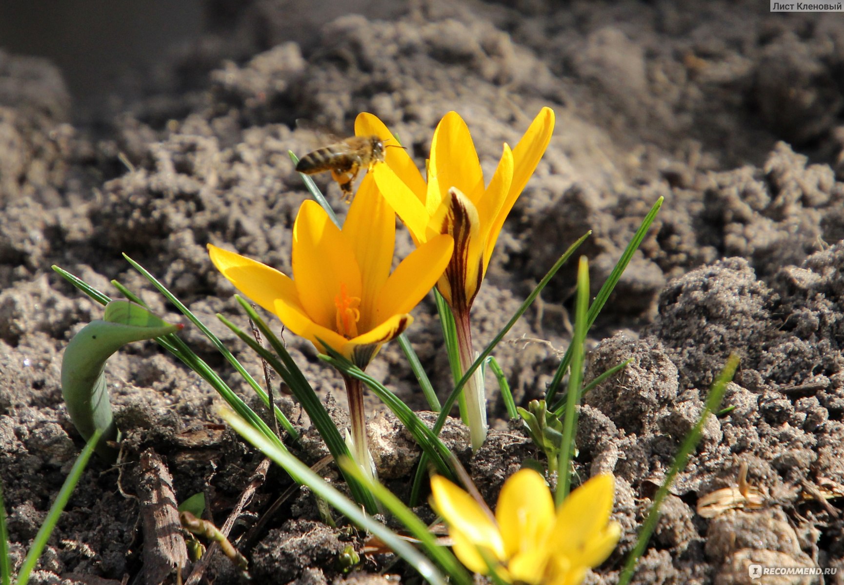 Крокус желтый (Crocus flavus) - «Яркие солнышки на клумбе. Крокусы, которые  расцветают раньше других. Выращивание крокусов» | отзывы