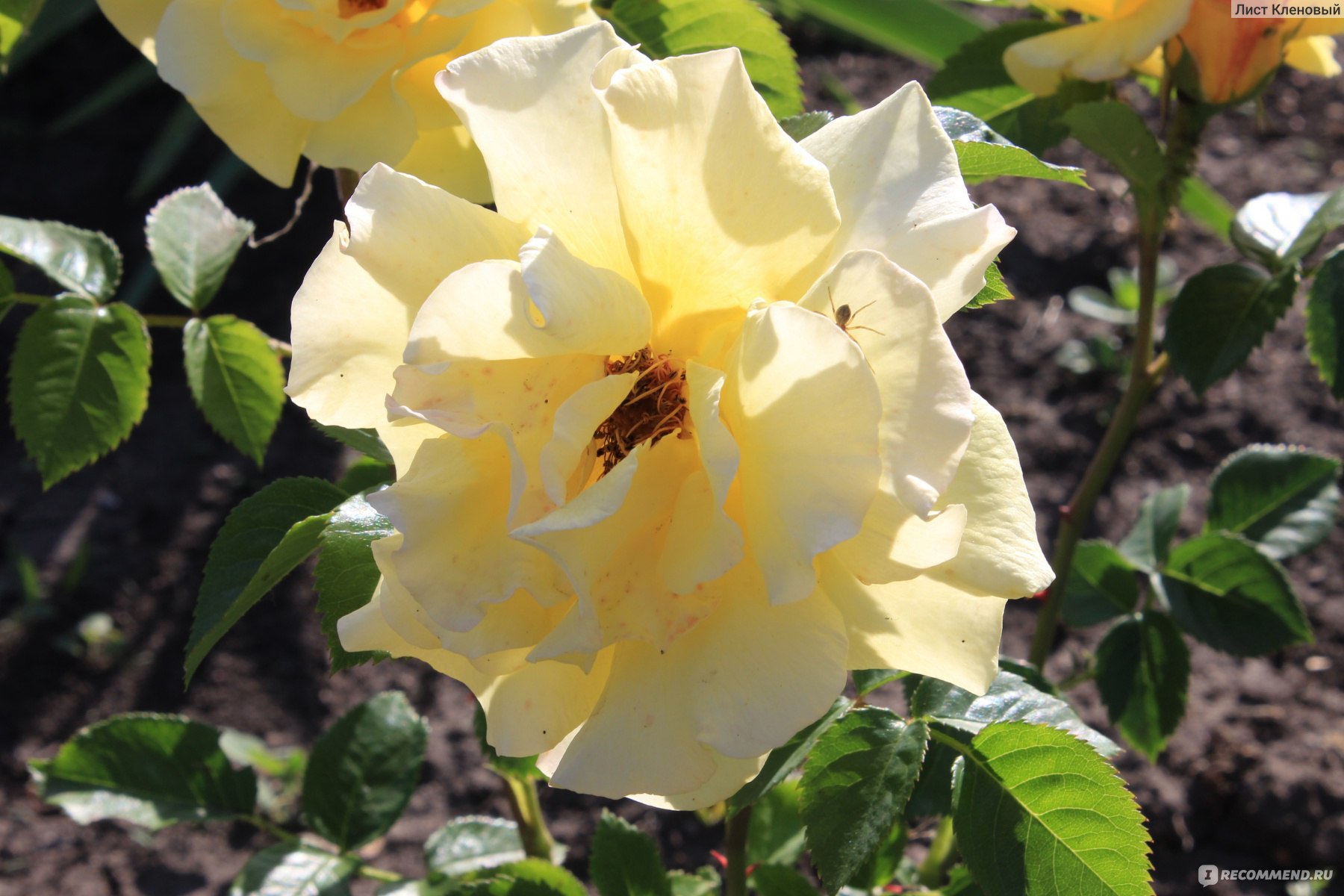 Роза Голливуд: особенности и советы по выращиванию, отзывы от опытных садоводов