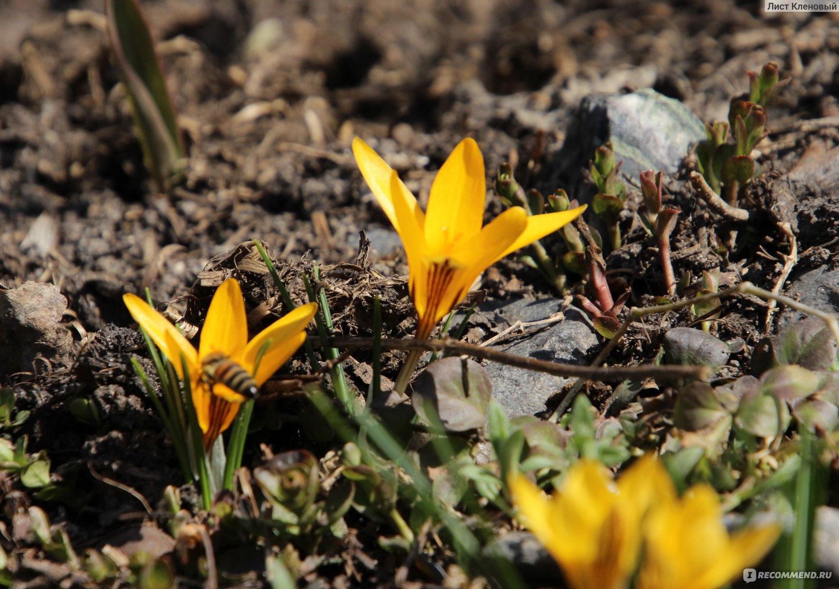 Крокус желтый (Crocus flavus) - «Яркие солнышки на клумбе. Крокусы, которые  расцветают раньше других. Выращивание крокусов» | отзывы