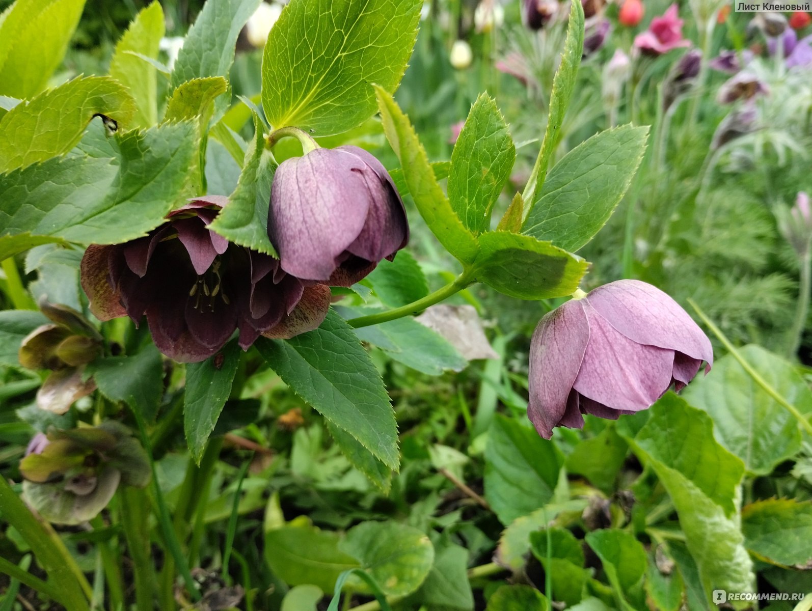 Морозник ( Helleborus) - «Цветы, которые появляются сразу из-под снега.  Красивая легенда и лекарственное использование. Как вырастить морозник на  участке» | отзывы