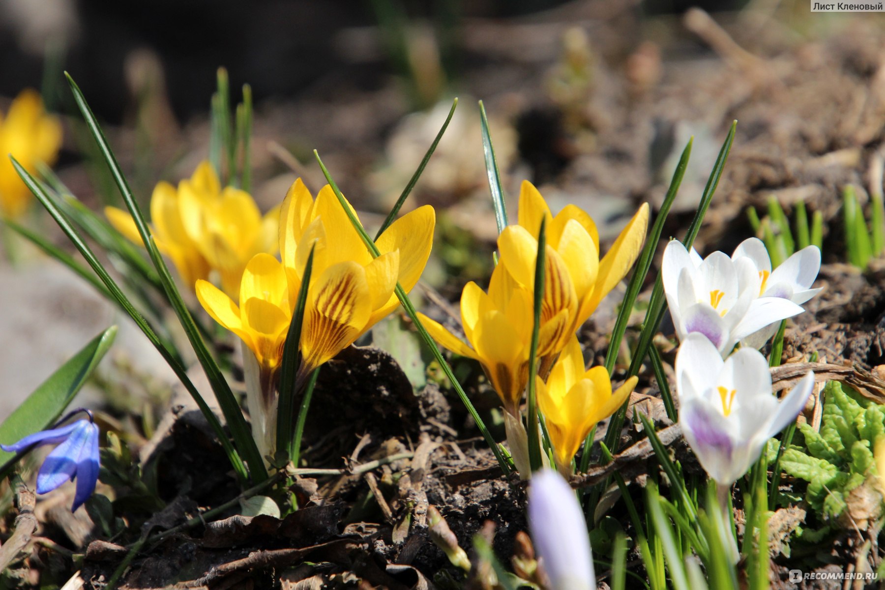 Крокус желтый (Crocus flavus) - «Яркие солнышки на клумбе. Крокусы, которые  расцветают раньше других. Выращивание крокусов» | отзывы