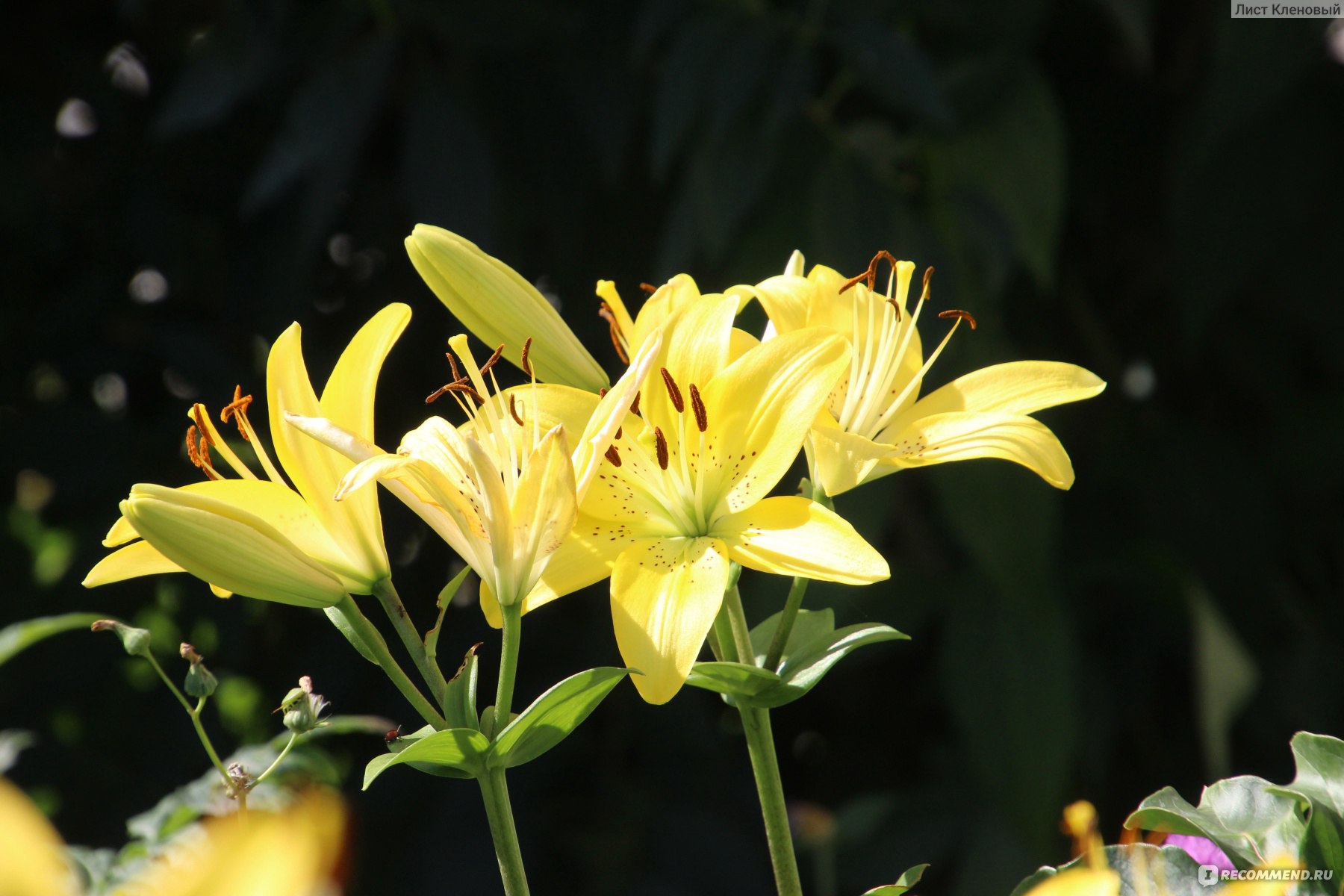 Лилия азиатская Севеннес лонгифлорум (Lilium Cevennes longiflorum) - «Лилия  Севеннес - яркое солнышко в моём саду. А еще она размножается, как  сумасшедшая)» | отзывы