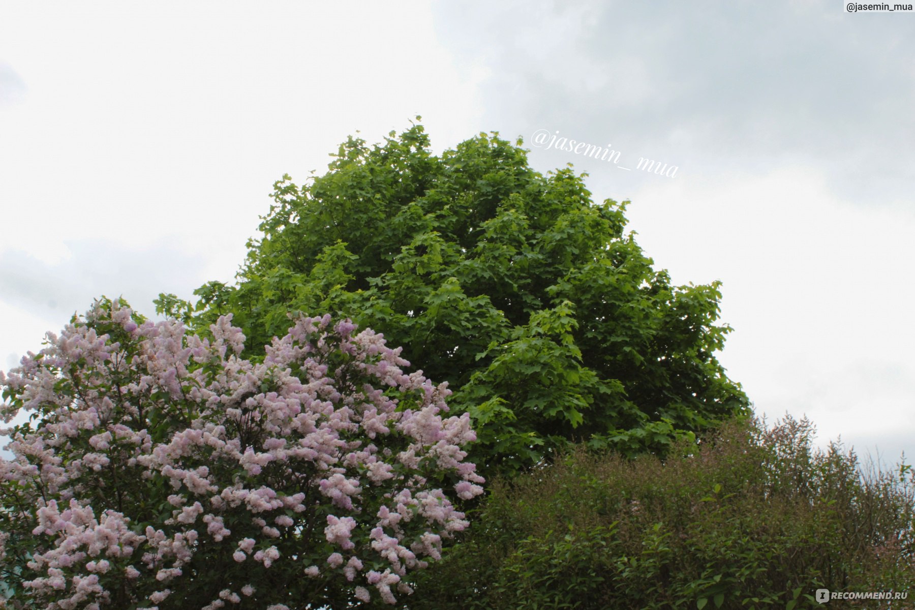 Сирень венгерская (Syringa josikaea) - «Венгерская сирень - мой  сороколетний кустарник. Не даёт поросли и цветет на две недели позже  обычной. » | отзывы