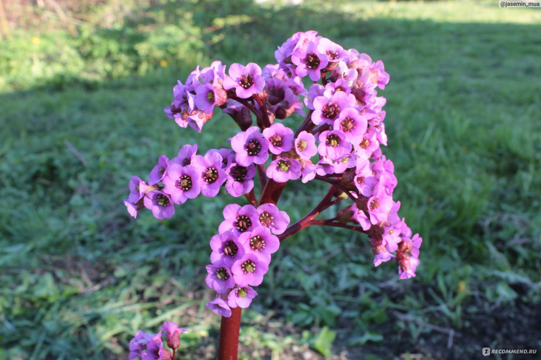 Бадан толстолистый (Вergenia crassifolia ) - «Бадан толстолистый. Уход,  посадка и агротехника. » | отзывы