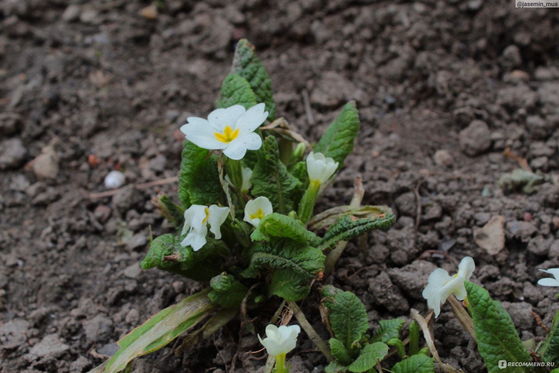 Примула обыкновенная / бесстебельная (Primula vulgaris, acaulis) - «Мои  успехи в разведении примулы. Идеальный цветок для альпийских горок и  весенних клумб. » | отзывы