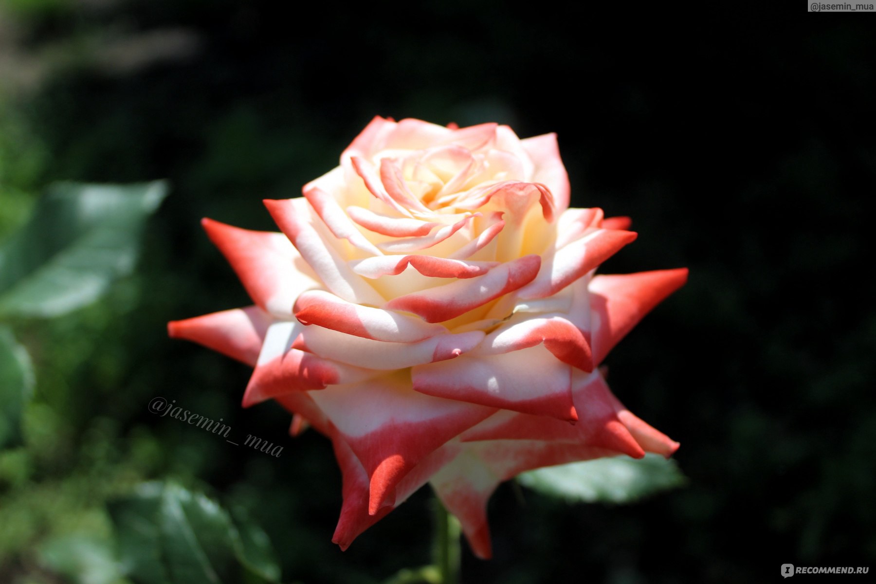 Роза чайно-гибридная Императрица Фарах (Imperatrice Farah), Дельбар  (Delbard) - «Самая необычная роза 🌹. Императрица Фара. Уход и агротехника.  » | отзывы