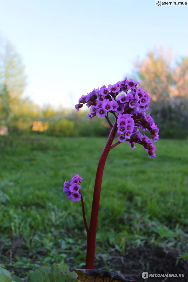 Бадан толстолистый (Вergenia crassifolia ) - «Бадан толстолистый. Уход,  посадка и агротехника. » | отзывы