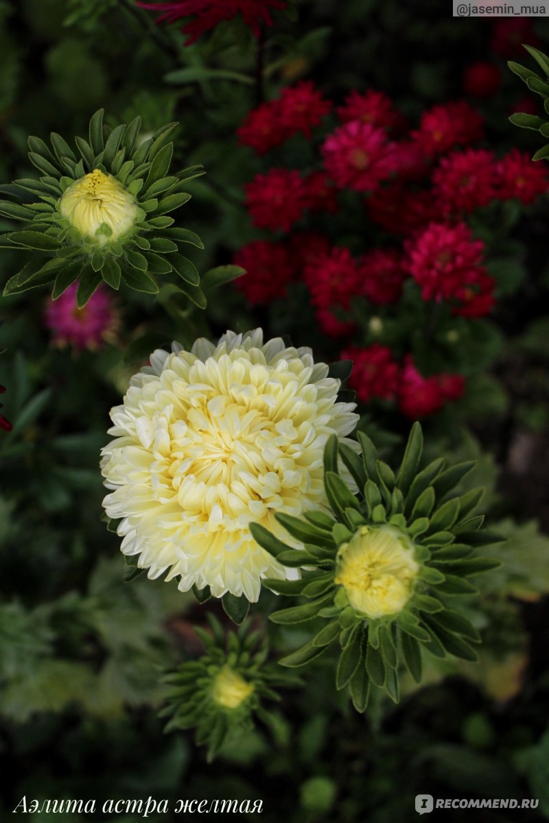 Турецкая гвоздика ( Dianthus barbatus) - «Турецкая гвоздика. Уход и  агротехника. Посев на рассаду в теплицу. Лучшие сорта. » | отзывы