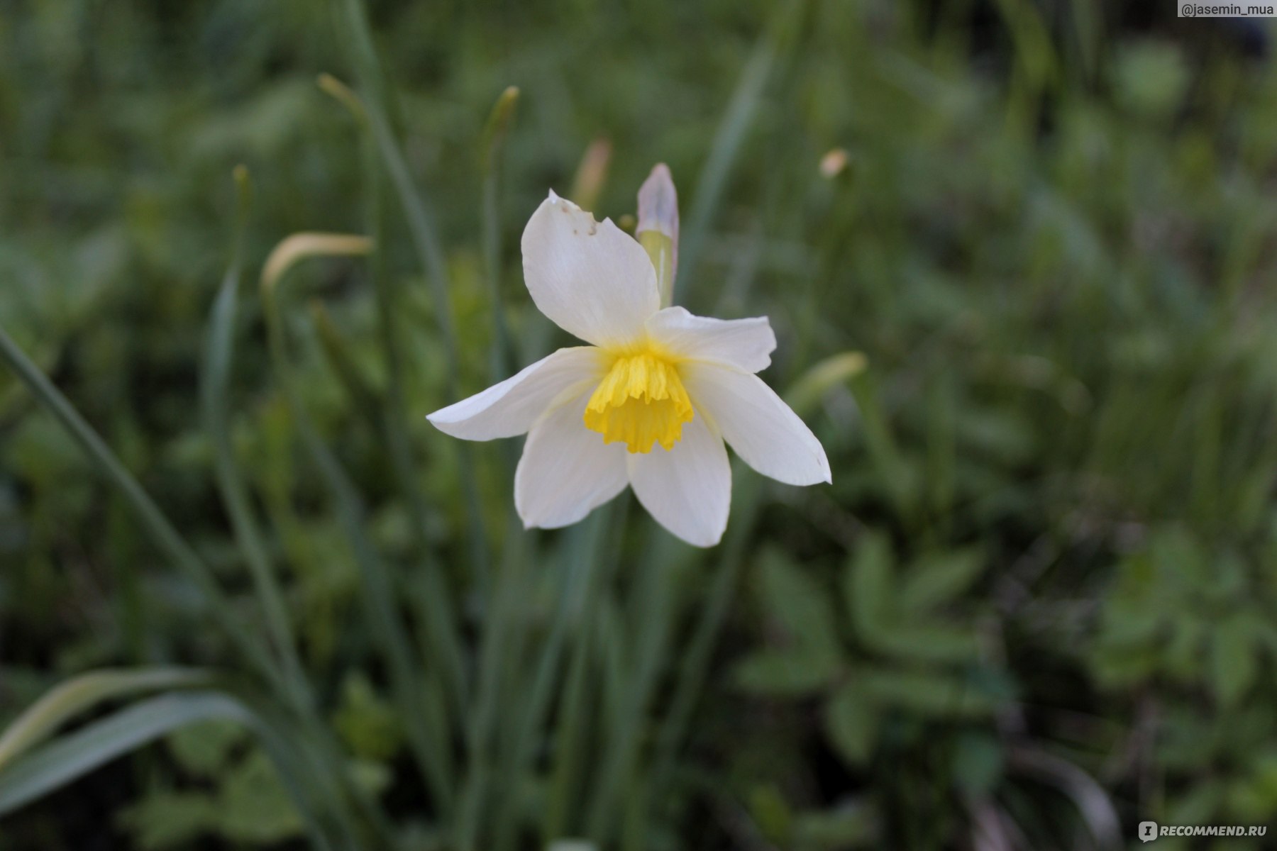 Нарцисс (Narcissus) - «Самые популярные весенние цветы. Нарциссы. Уход и  агротехника. Необычные сорта. » | отзывы