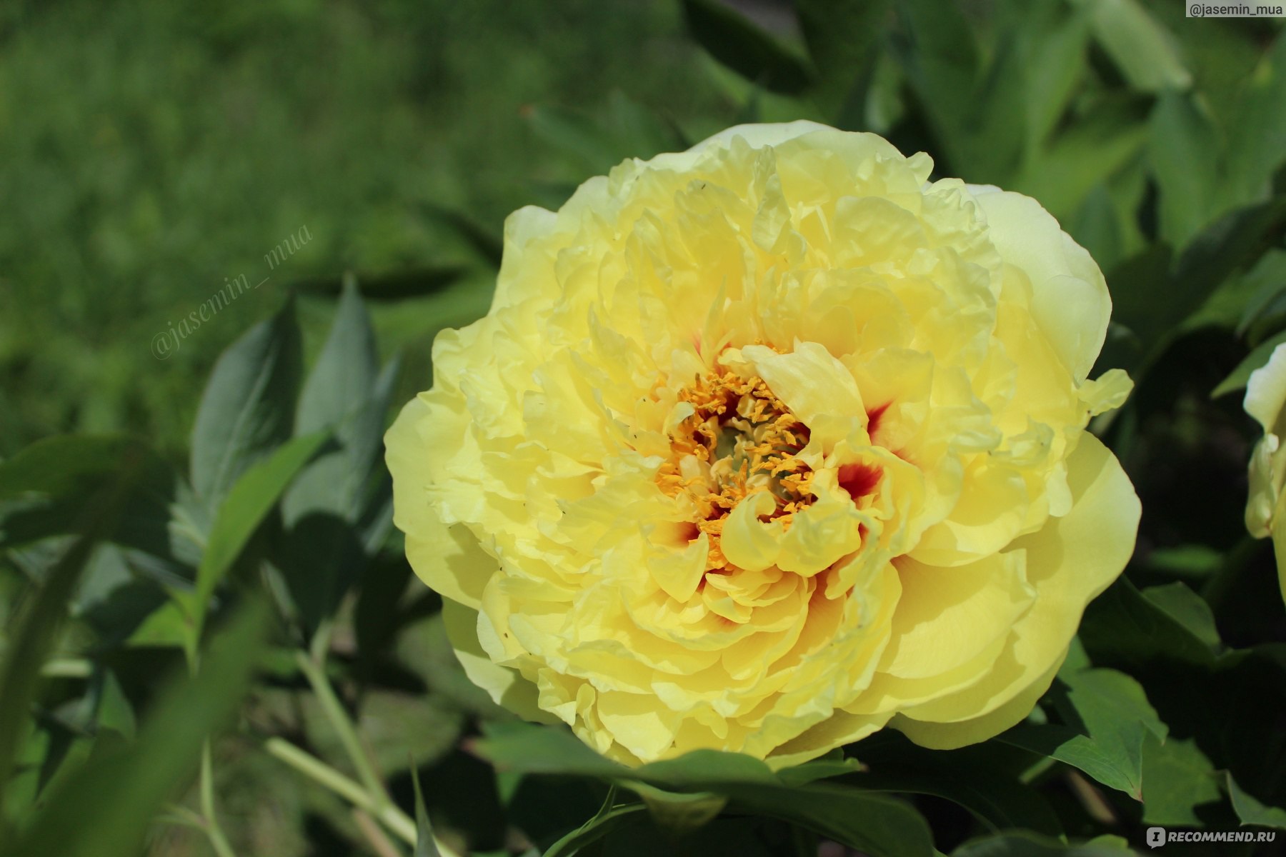 Пион бардзелла фото Ито-гибрид пиона Бартезелла Paeonia 'Bartzella' - "Бартзелла - королева моего са