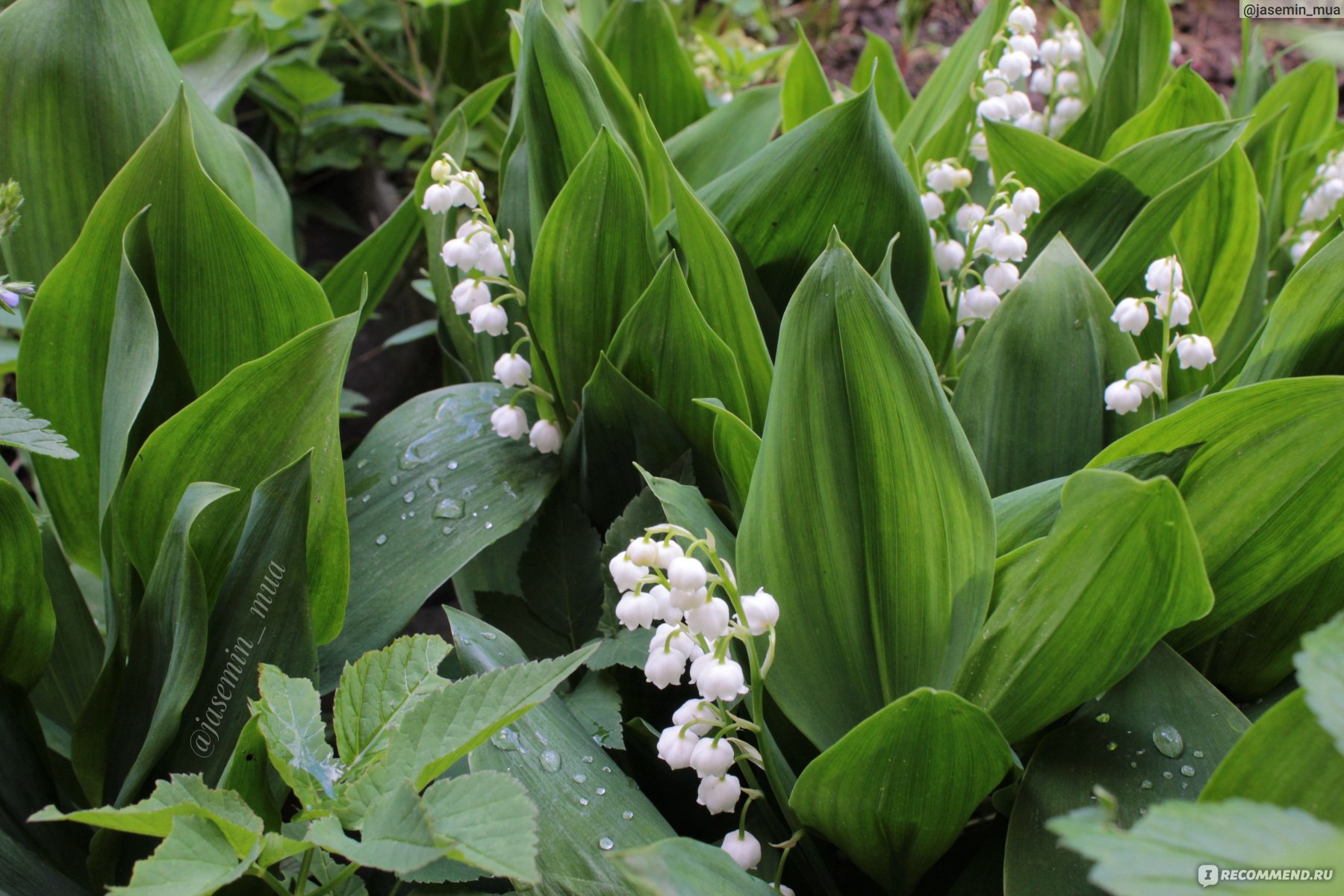 Ландыш майский (Convallaria) - «Мои розовые и белые ландыши. Уход,  агротехника и посадка. » | отзывы