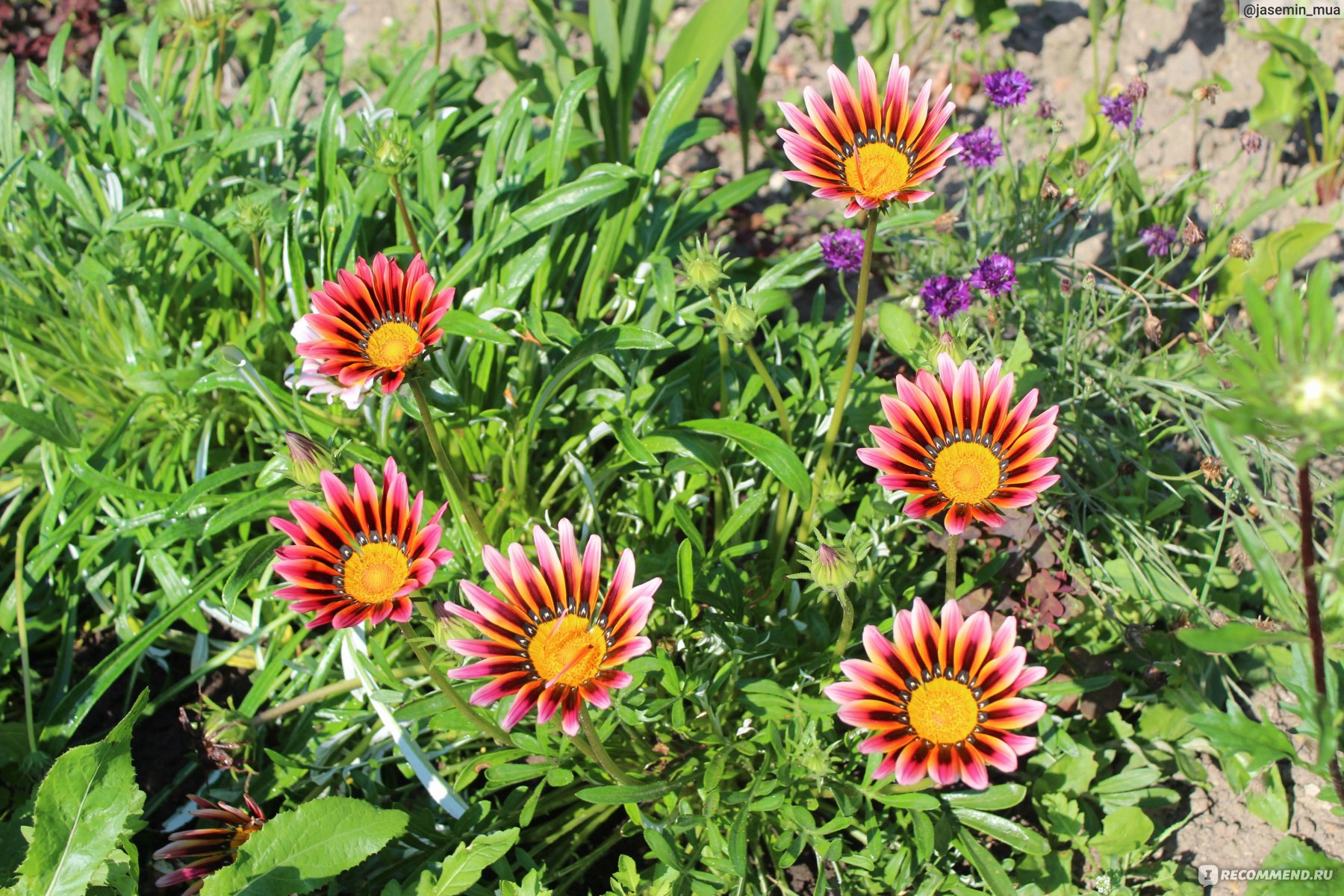 Турецкая гвоздика ( Dianthus barbatus) - «Турецкая гвоздика. Уход и  агротехника. Посев на рассаду в теплицу. Лучшие сорта. » | отзывы