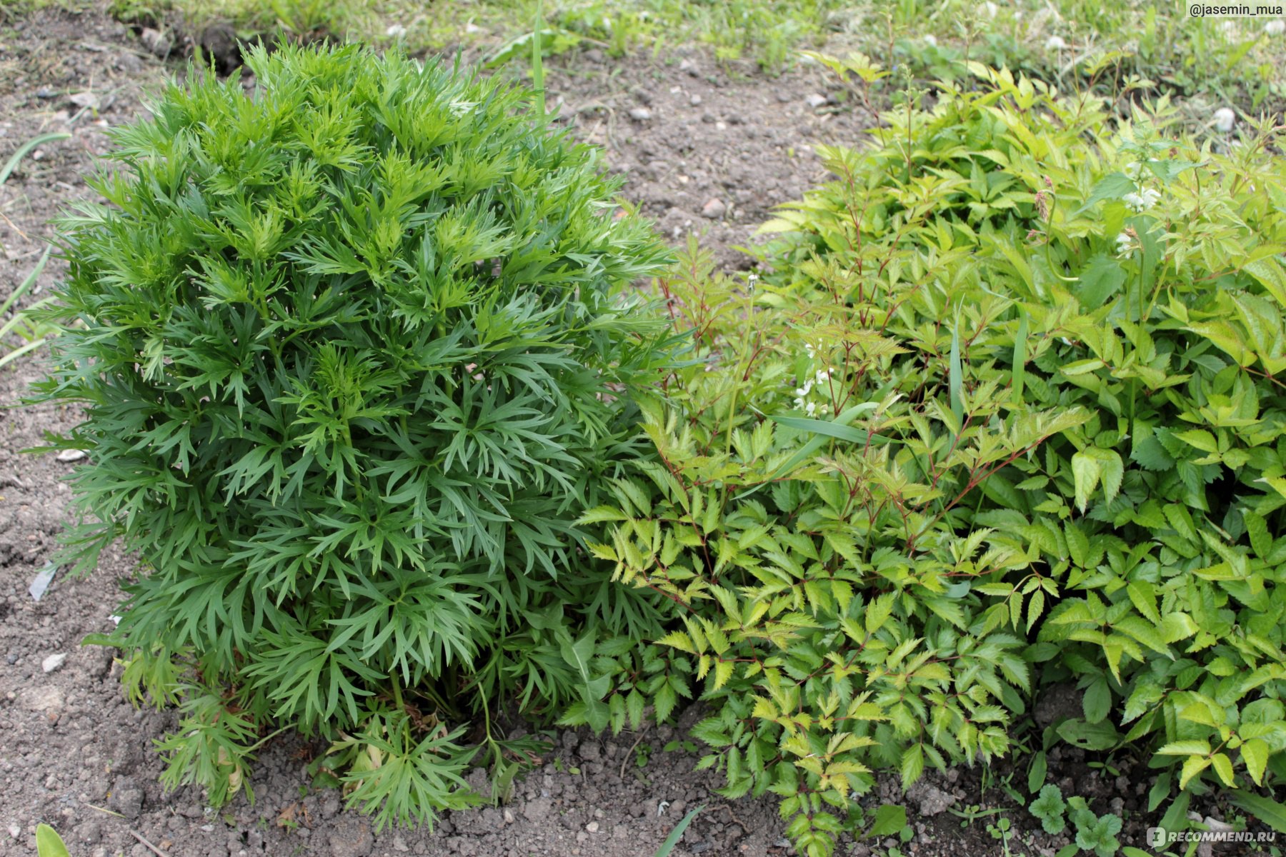 Аконит клобучковый,Борец ( Aconitum napellus) - «Ядовитый и красивый. Аконит.  Антология советского садоводства. » | отзывы