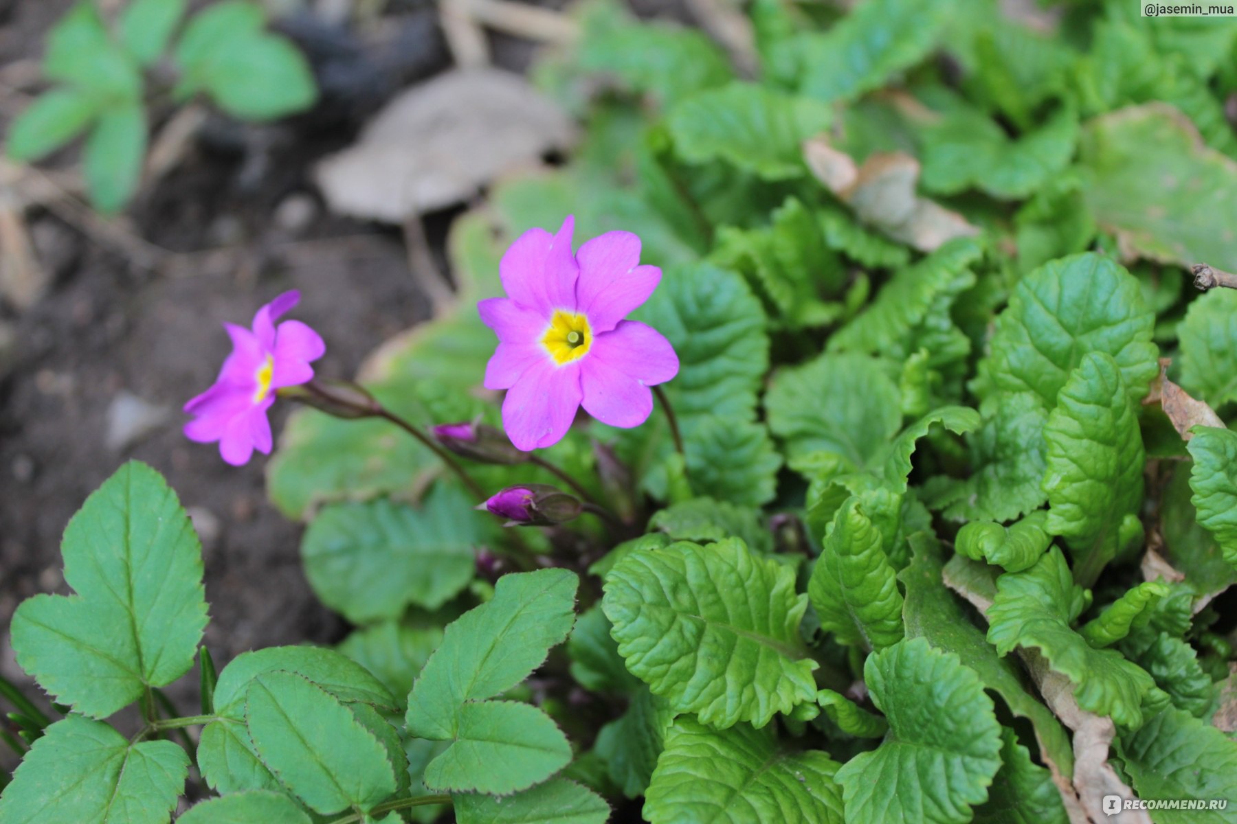 Примула обыкновенная / бесстебельная (Primula vulgaris, acaulis) - «Мои  успехи в разведении примулы. Идеальный цветок для альпийских горок и  весенних клумб. » | отзывы