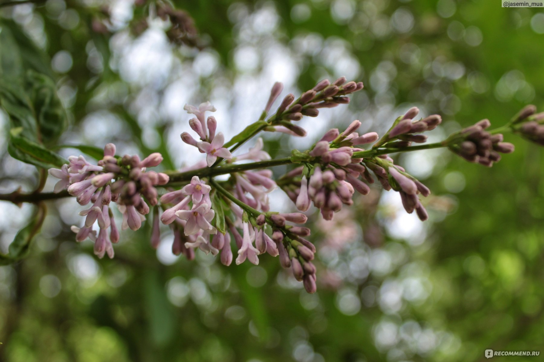 Сирень венгерская (Syringa josikaea) - «Венгерская сирень - мой  сороколетний кустарник. Не даёт поросли и цветет на две недели позже  обычной. » | отзывы