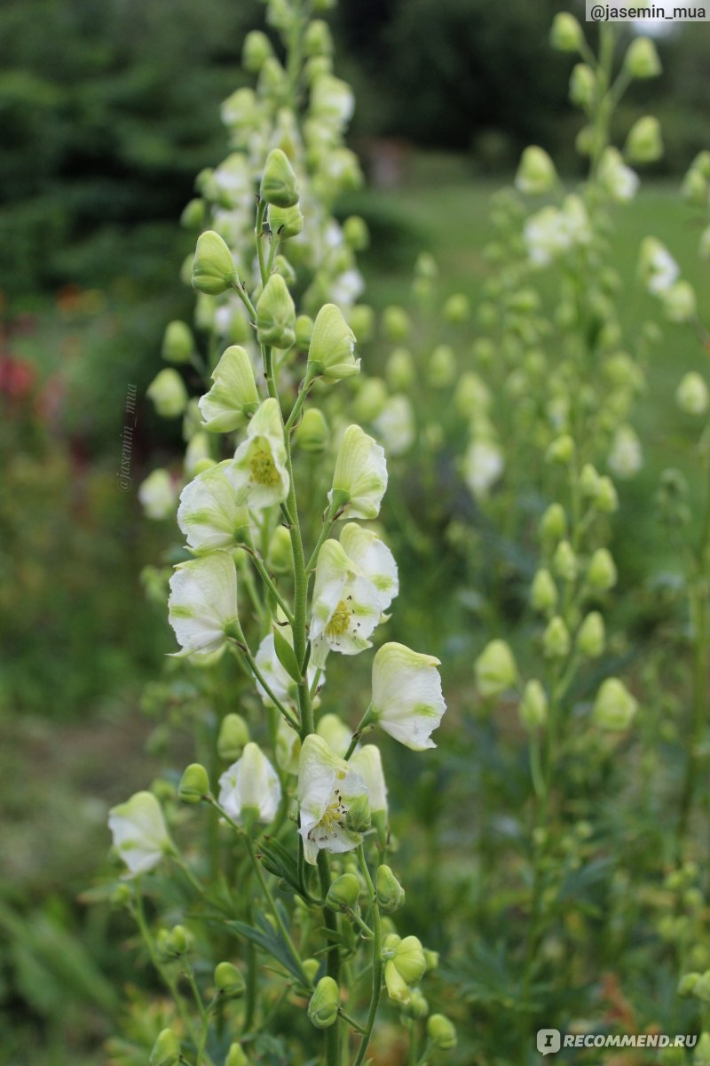 Аконит клобучковый,Борец ( Aconitum napellus) - «Ядовитый и красивый. Аконит.  Антология советского садоводства. » | отзывы