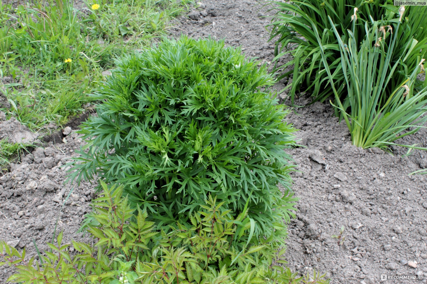 Аконит клобучковый,Борец ( Aconitum napellus) - «Ядовитый и красивый. Аконит.  Антология советского садоводства. » | отзывы