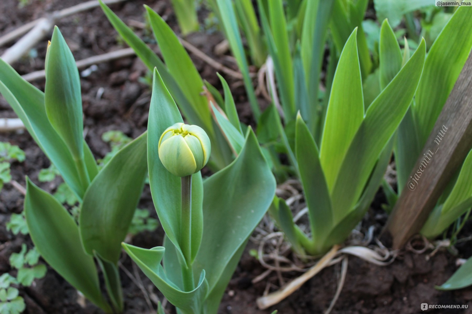 Тюльпан (Tulipa) - «Необычные сорта тюльпанов. Уход, подкормка и посадка. »