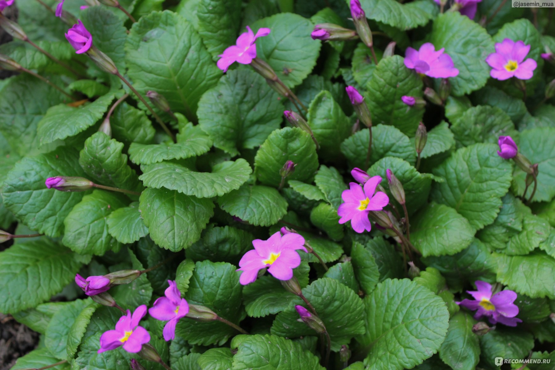 Примула обыкновенная / бесстебельная (Primula vulgaris, acaulis) - «Мои  успехи в разведении примулы. Идеальный цветок для альпийских горок и  весенних клумб. » | отзывы