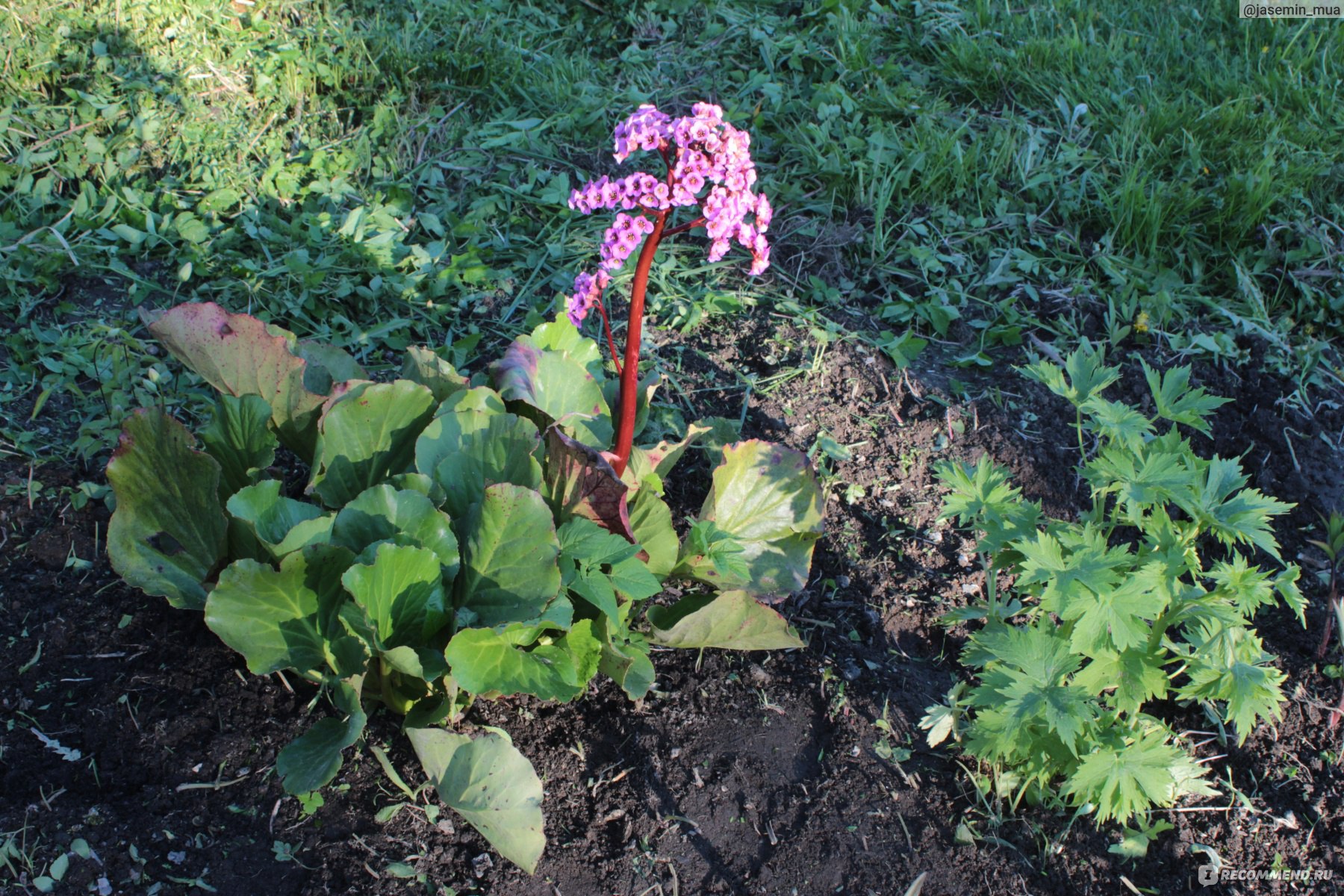 Бадан толстолистый (Вergenia crassifolia ) - «Бадан толстолистый. Уход,  посадка и агротехника. » | отзывы