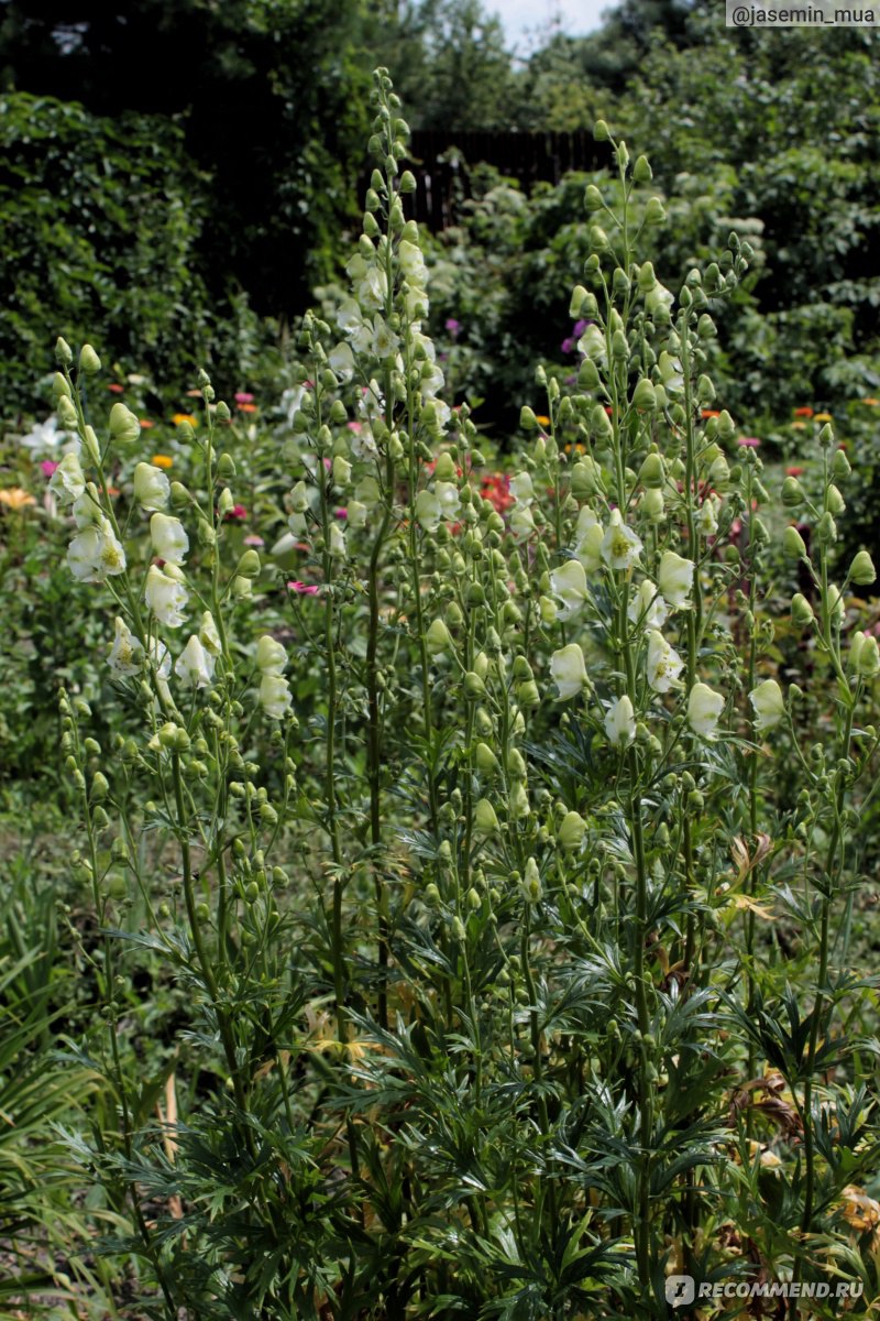 Аконит клобучковый,Борец ( Aconitum napellus) - «Ядовитый и красивый. Аконит.  Антология советского садоводства. » | отзывы