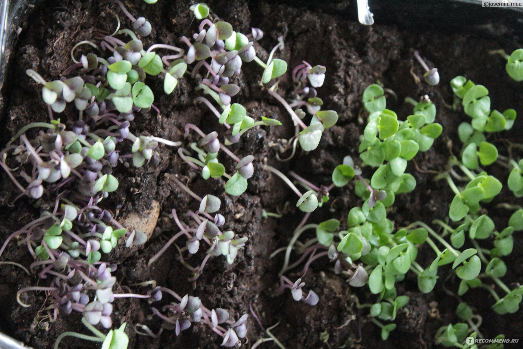 Семена Ваше хозяйство базилик овощной фиолетовый Арарат - «Как правильновыращивать базилик? Самый урожайный сорт базилика фиолетового - Арарат. »