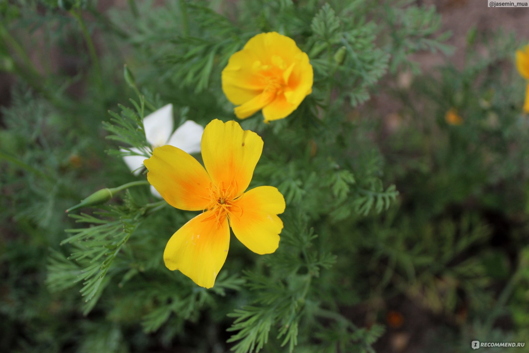 Eschscholzia californica эшшольция Калифорнийская