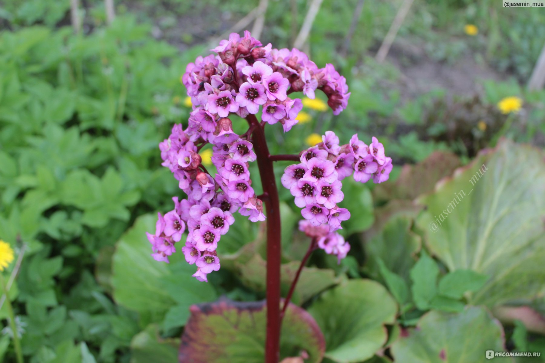 Бадан толстолистый (Вergenia crassifolia ) - «Бадан толстолистый. Уход,  посадка и агротехника. » | отзывы