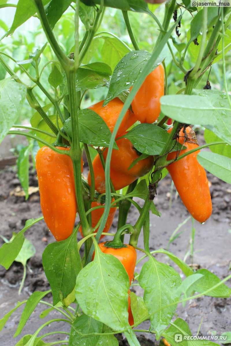 Семена Сибирский сад перец сладкий Оранжевое патио - «Самый урожайный сортмини-перца? Идеален ли для фаршировки? Устойчив ли он к болезням и жаре? »