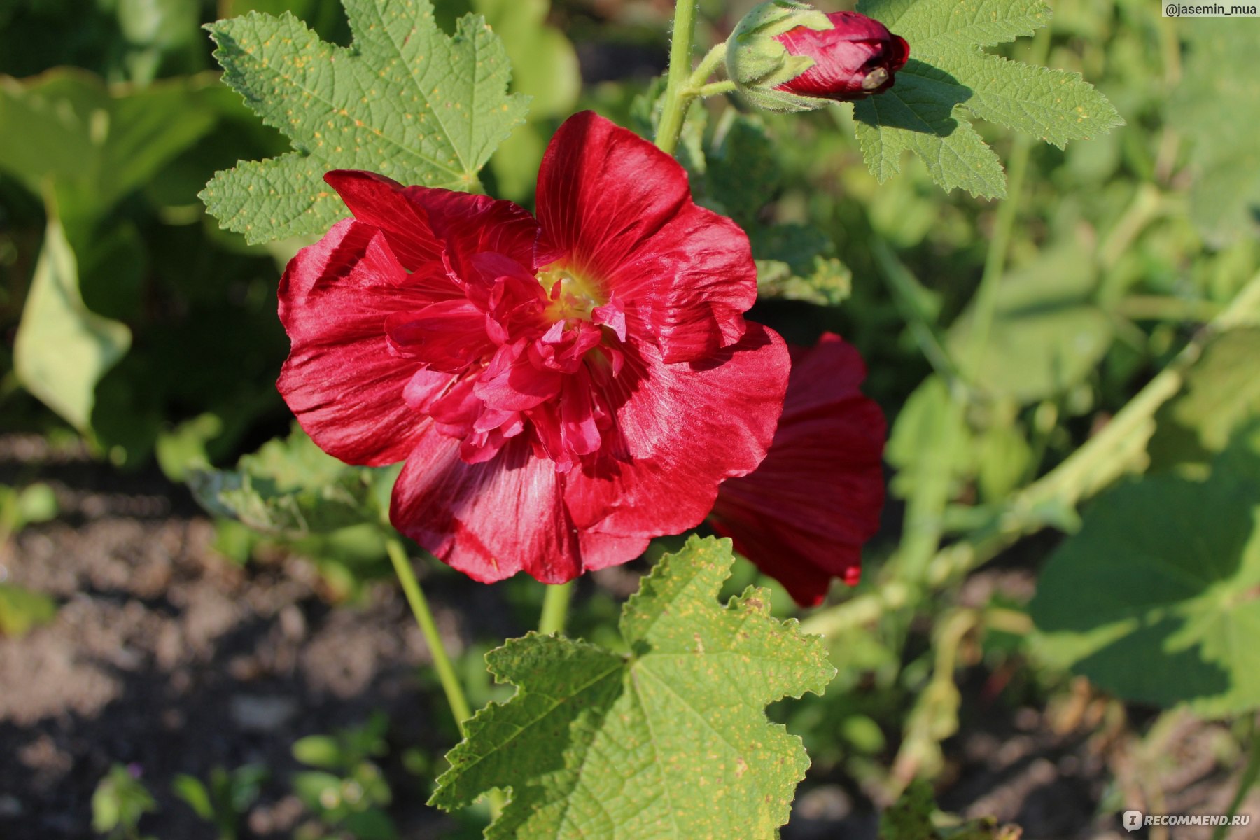 Мальва – Alcea rosea