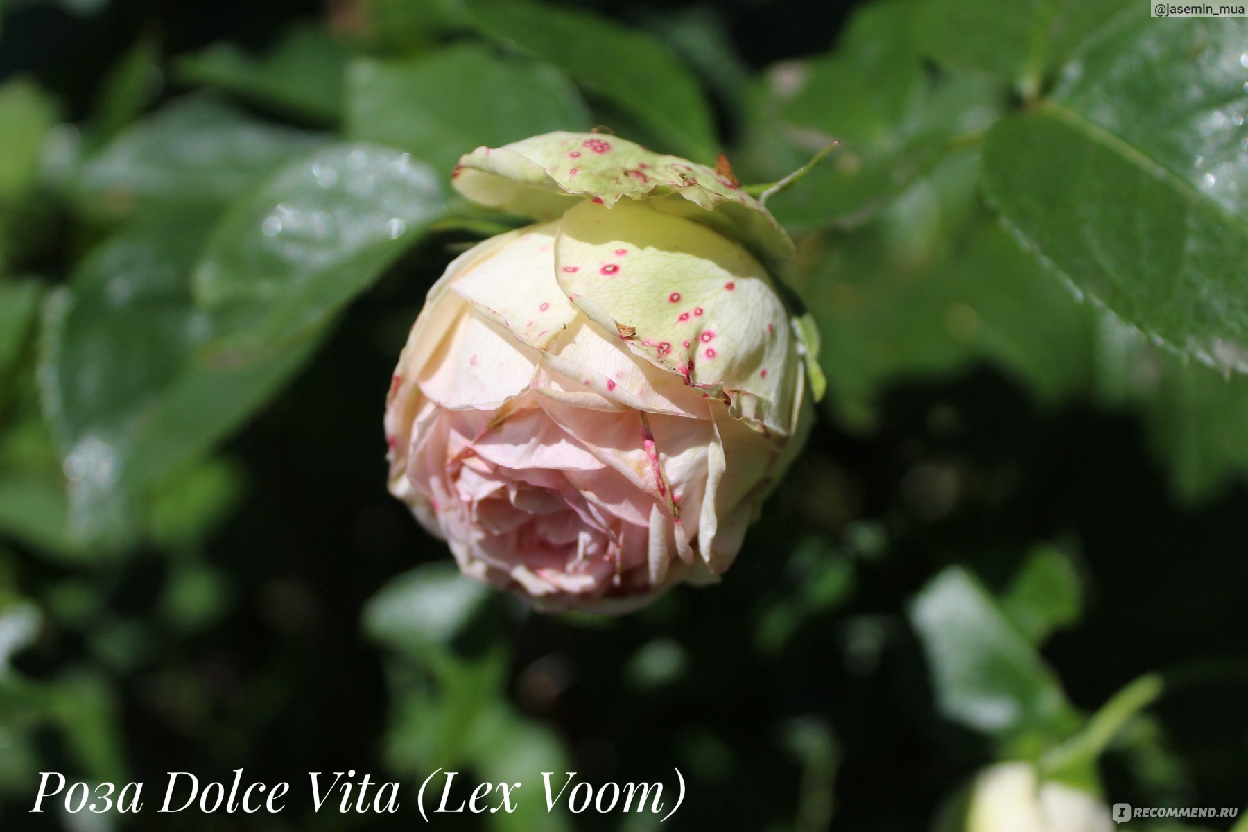 Роза Гибридная Дольче Вита