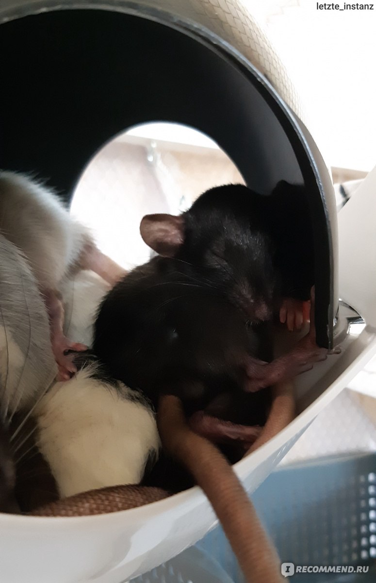 Лечение домашних крыс