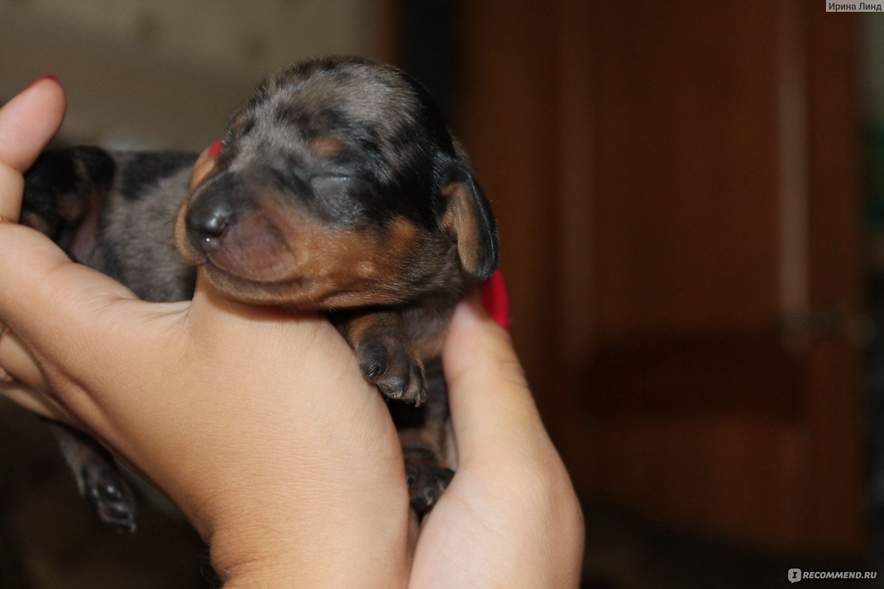 Такса / Dachshund - «Две таксы в семье, большая радость, но много  приключений. Особенности ухода за таксой инвалидом. » | отзывы