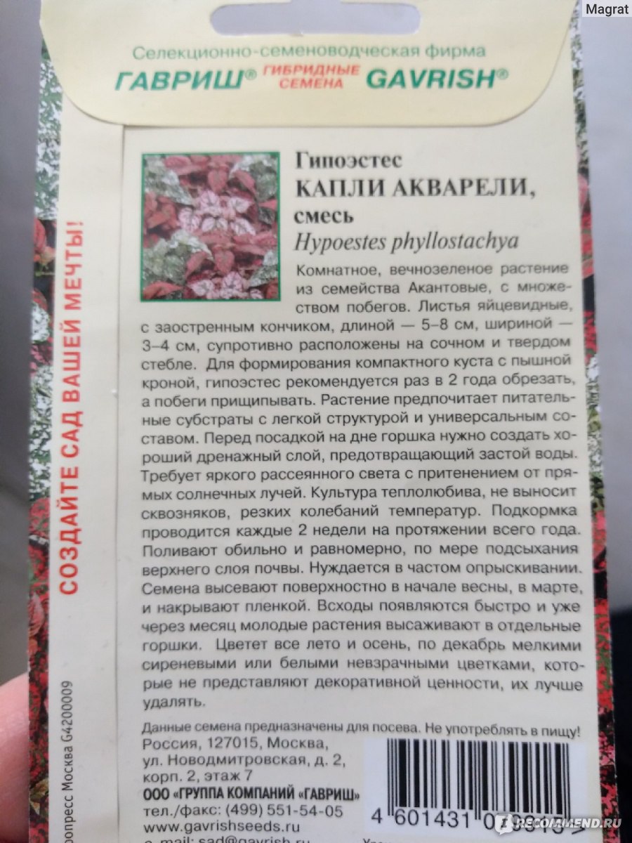 Семена Гавриш Гипоэстес Капли Акварели - «Гипоэстес из семян - это легко» |  отзывы