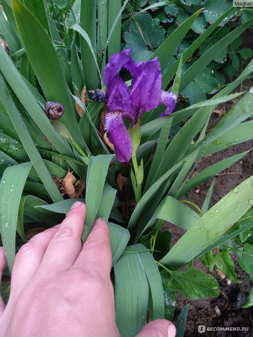 Ирис японский (Iris japonica) - «Осколок радуги, символ мужского начала,  касатик и просто красивый цветочек» | отзывы